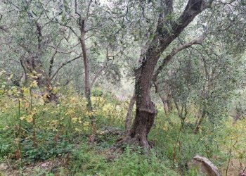 Agricultural land Via Evigno, Diano San Pietro - photo 1