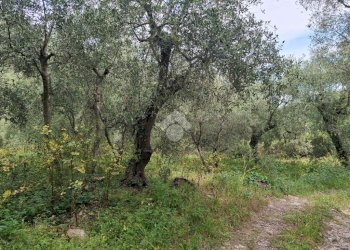 Agricultural land Via Evigno, Diano San Pietro - photo 3