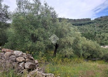 Agricultural land Via Evigno, Diano San Pietro - photo 4