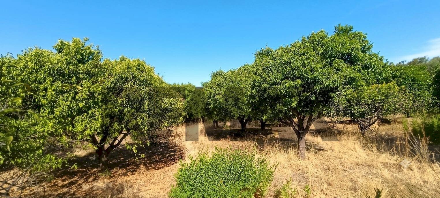 Giardino - Terreno agricolo contrada ferraina
1, Corigliano-Rossano - foto 2