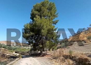 Vista delle montagne - Terreno agricolo contrada ferraina
1, Corigliano-Rossano - foto 1