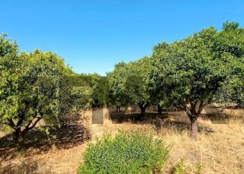 Giardino - Terreno agricolo contrada ferraina
1, Corigliano-Rossano - foto 2