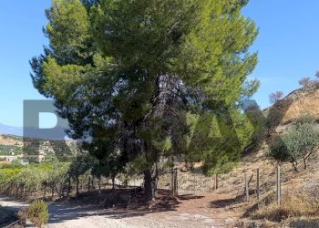 Vista delle montagne - Terreno agricolo contrada ferraina
1, Corigliano-Rossano - foto 4