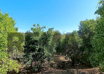 Giardino - Terreno agricolo contrada ferraina
1, Corigliano-Rossano - foto 6