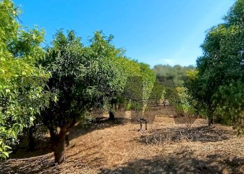 Giardino - Terreno agricolo contrada ferraina
1, Corigliano-Rossano - foto 7