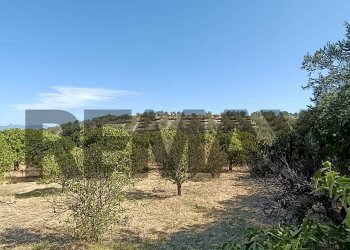 Vista delle montagne - Terreno agricolo contrada ferraina
1, Corigliano-Rossano - foto 8