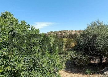 Giardino - Terreno agricolo contrada ferraina
1, Corigliano-Rossano - foto 9