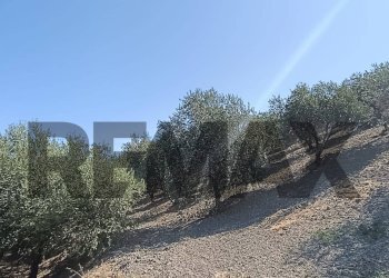 Non correlato - Terreno agricolo contrada ferraina
1, Corigliano-Rossano - foto 10