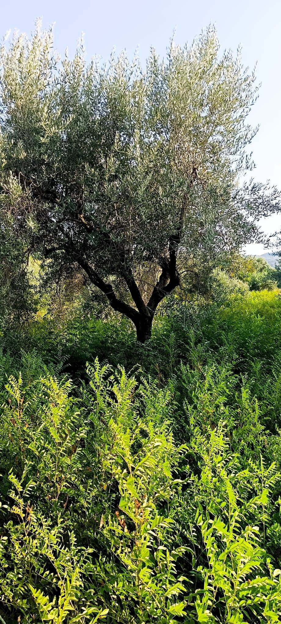Giardino - Terreno agricolo cta Cannata
SNC, Corigliano-Rossano - foto 2
