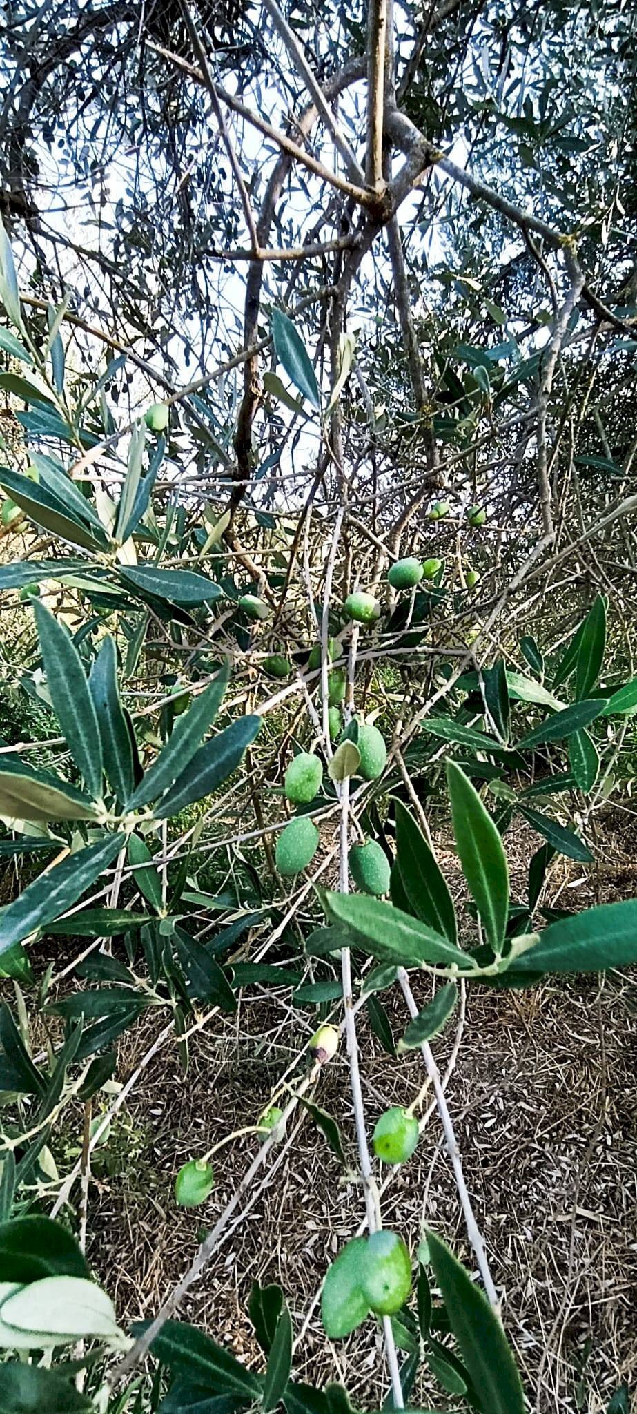 Dettagli - Terreno agricolo cta Cannata
SNC, Corigliano-Rossano - foto 3