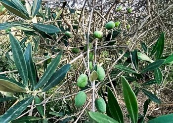 Dettagli - Terreno agricolo cta Cannata
SNC, Corigliano-Rossano - foto 3