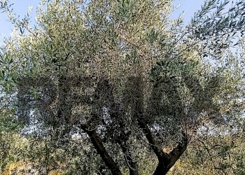 Non correlato - Terreno agricolo cta Cannata
SNC, Corigliano-Rossano - foto 4