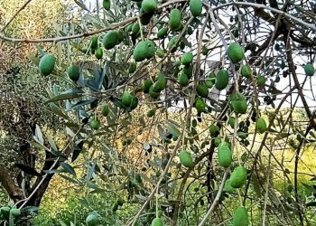 Non correlato - Terreno agricolo cta Cannata
SNC, Corigliano-Rossano - foto 6