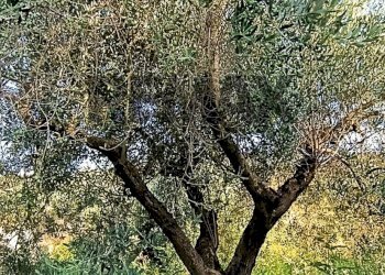 Giardino - Terreno agricolo cta Cannata
SNC, Corigliano-Rossano - foto 7