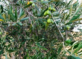 Dettagli - Terreno agricolo cta Cannata
SNC, Corigliano-Rossano - foto 8