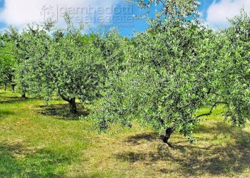 Foto 98 - Villa Urbino - photo 98