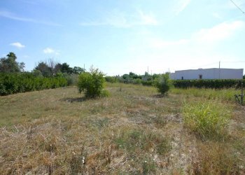 Terreno - Villa strada Vicinale Frasca, Matino - foto 19