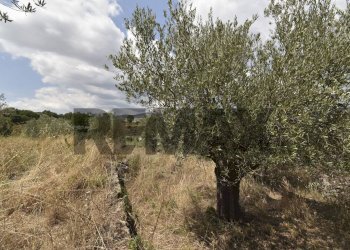 Vista delle montagne - Terreno agricolo Contrada Vallebionda
1/E, Randazzo - foto 34