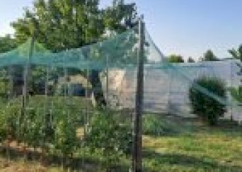 Farm Santo Stefano Belbo - photo 37
