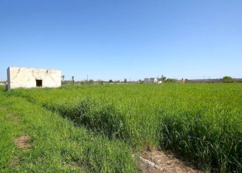 Terreno - Building land strada Vicinale Tammali, Matino - photo 3