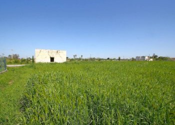 Terreno - Building land strada Vicinale Tammali, Matino - photo 13