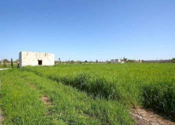 Terreno - Building land strada Vicinale Tammali, Matino - photo 15