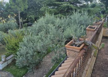 Terreno - Villa via San Francesco, Siderno - foto 8