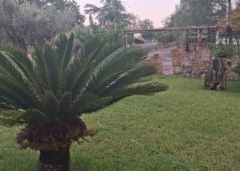 Giardino - Villa via San Francesco, Siderno - foto 24