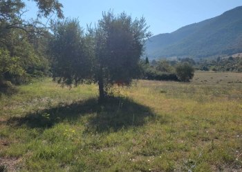 Foto 3 - Agricultural land Castel Madama - photo 3