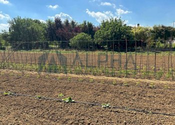 Terreno - Agricultural land via Malguaia, Forlì - photo 8