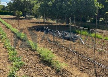 Terreno - Agricultural land via Malguaia, Forlì - photo 10