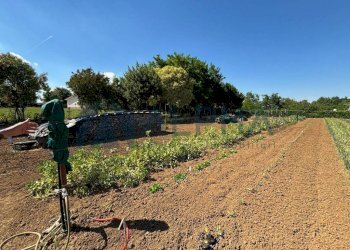 Terreno - Agricultural land via Malguaia, Forlì - photo 12