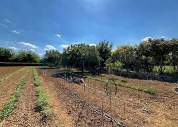 Terreno - Agricultural land via Malguaia, Forlì - photo 13