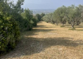 Terreno - Terreno agricolo via Difesa Monti, Albanella - foto 30