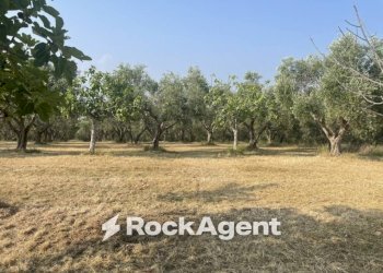 Terreno - Terreno agricolo via Difesa Monti, Albanella - foto 32