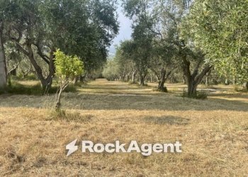 Terreno - Terreno agricolo via Difesa Monti, Albanella - foto 34