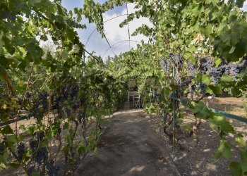 Giardino - Casa semi indipendente Via Paternò
 
333, Ragalna - foto 38