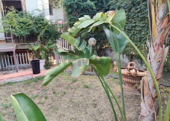 Giardino - Appartamento Viale Angelo Vasta
 
4, Catania - foto 3