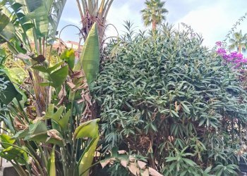 Giardino - Appartamento Viale Angelo Vasta
 
4, Catania - foto 30