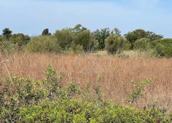 Foto 20 - Terreno agricolo località malamolere
1, Sassari - foto 19