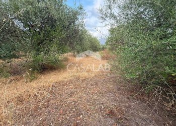 Foto 4 - Terreno agricolo VIA GAETANO BALSAMO
snc, Carini - foto 4