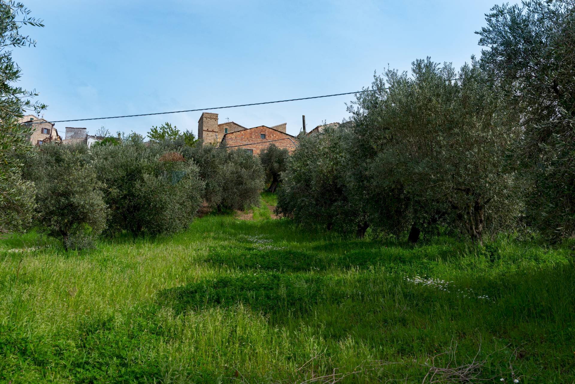 Giardino - Terreno agricolo Via Piana
 
19, Cupramontana - foto 1