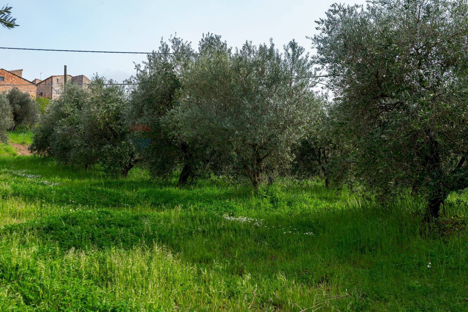 Giardino - Terreno agricolo Via Piana
19, Cupramontana - foto 3