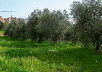 Giardino - Terreno agricolo Via Piana
 
19, Cupramontana - foto 3