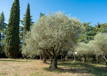 Oliveto - Villa Via Pilla 49, Arcugnano - photo 19