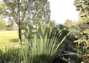 Giardino - Monolocale via pierpaolo pasolini
 
84, Milano - foto 6