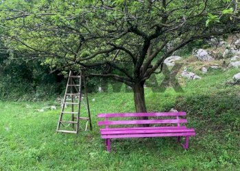Giardino - Rustico Via Montenero
 
SNC, Caravate - foto 27