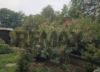 Giardino - Casa semi indipendente Via delle Querce
 
8, Zerbolò - foto 42