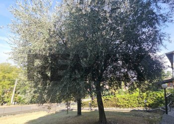 Giardino - Villa Via Dante Aligheri
 
91, Broni - foto 56