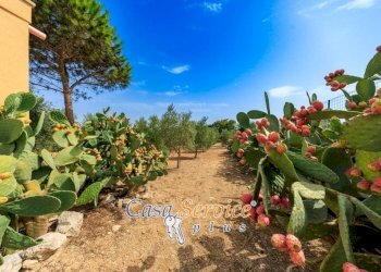 Terreno - Villa SP52, Sannicola - foto 15